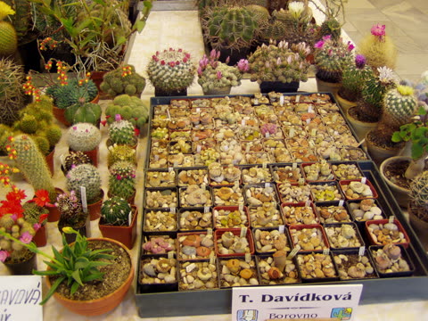 Fotografie z výstavy 2006
