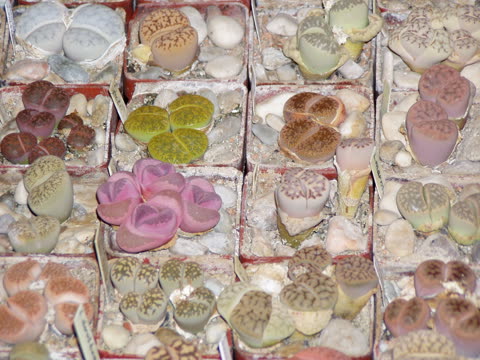 Fotografie z výstavy 2006