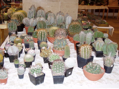 Fotografie z výstavy 2006