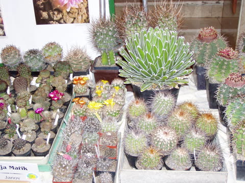 Fotografie z výstavy 2006
