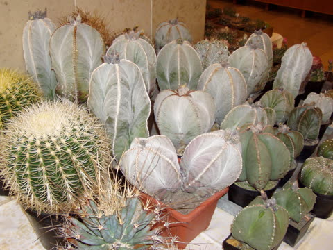 Fotografie z výstavy 2006
