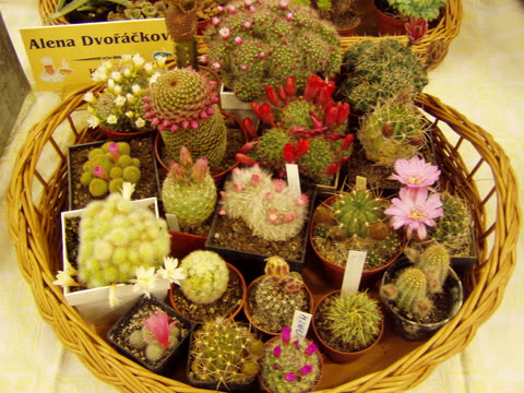 Fotografie z výstavy 2007