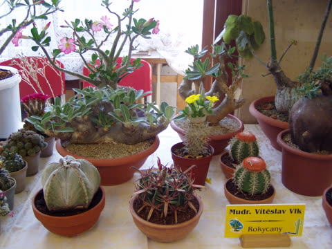 Fotografie z výstavy 2008