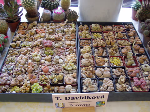 Fotografie z výstavy 2008