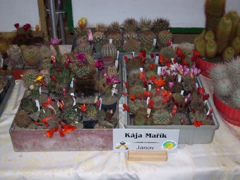 Fotografie z výstavy 2009