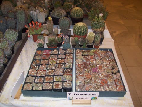 Fotografie z výstavy 2009
