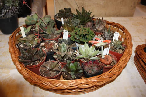 Fotografie z výstavy 2010