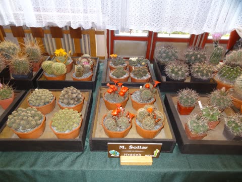Výstava 2016